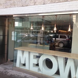 Why Every Cat Lover Needs to Visit the “Meow Parlour”